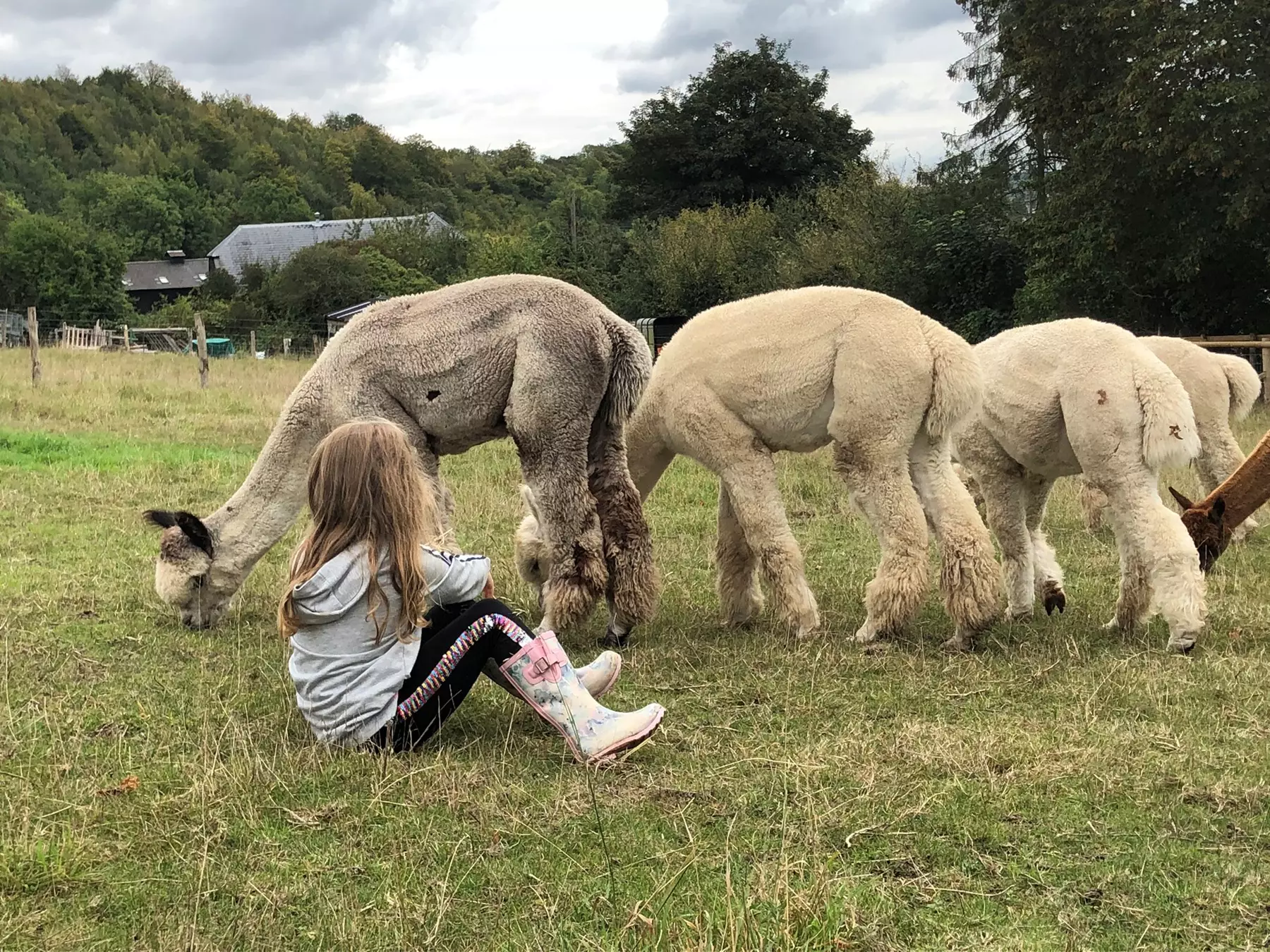 Alpacas